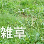 夏～秋に多い草むしり