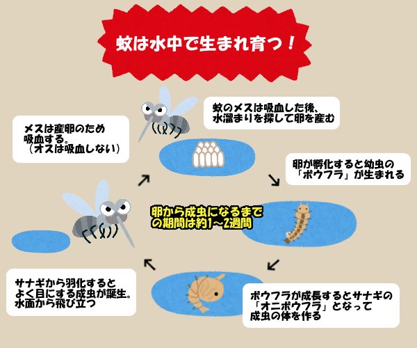 蚊が発生しやすい環境になっていませんか？ | 【エイキ】富山県の便利屋｜エイキ便利屋サービス