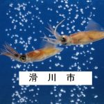 滑川市のご案内～新年号予想 および 昭和と平成生まれの意識調査も～