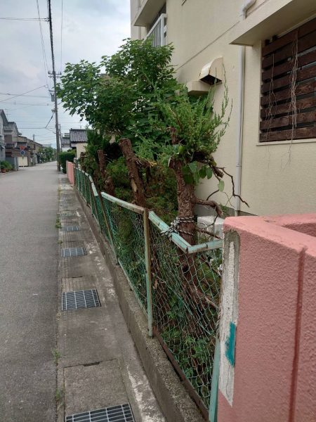 道にはみ出す植栽は危険
