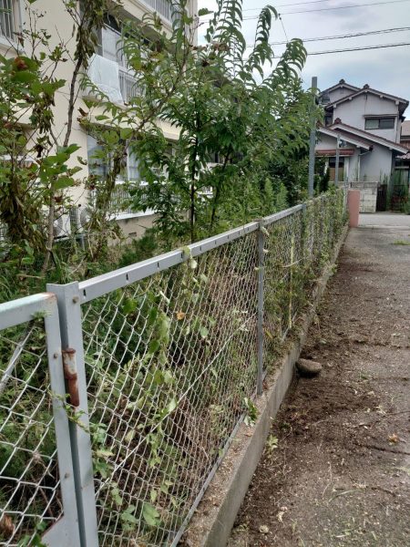 道にはみださんばかりの植栽