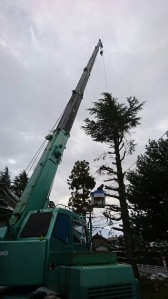 クレーン車を使い立木を撤去