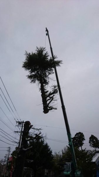 Kクレーン車を使い立木を撤去２